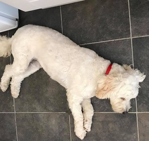 Maura's Dog Minding Sligo listing image
