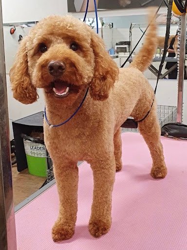 Maxi Zoo Belgard listing image