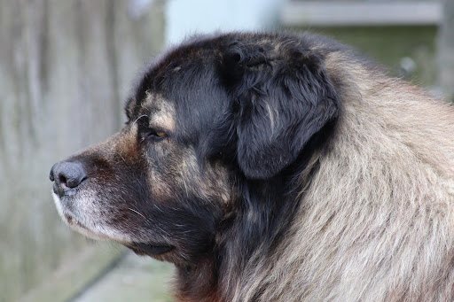 Maxi Zoo Clonmel listing image