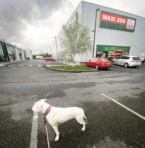 Maxi Zoo Longford listing image