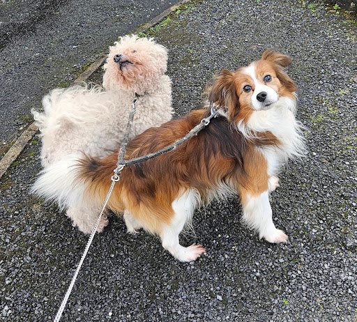 Maxi Zoo Sligo listing image