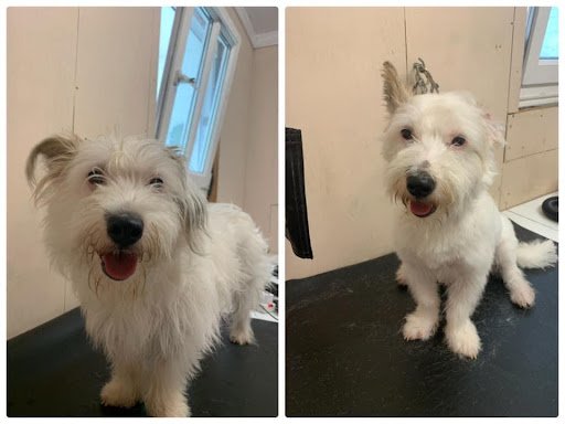 Megan's Grooming Room listing image