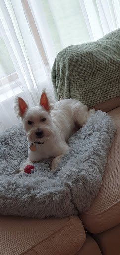 Messy Madras Dog Groomers listing image