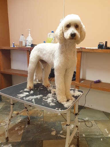 (Mgs) Matthew's Dog Grooming Studio listing image