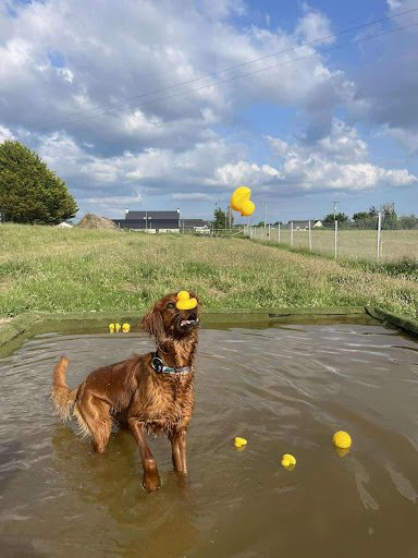 Midland Dog Park listing image