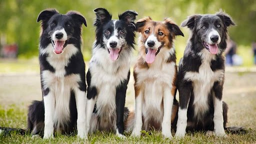 Midlands Canine Academy listing image