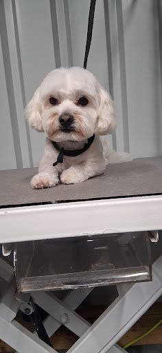 Minis Grooming listing image