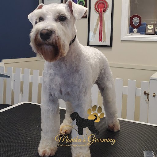 Monika`s Grooming - International Certified Master Groomer listing image