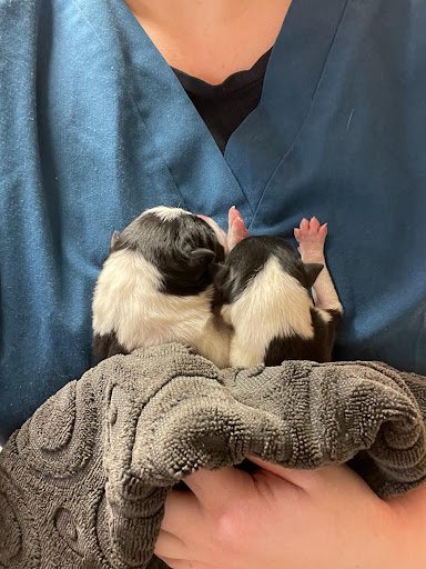 Moy Veterinary Clinic listing image