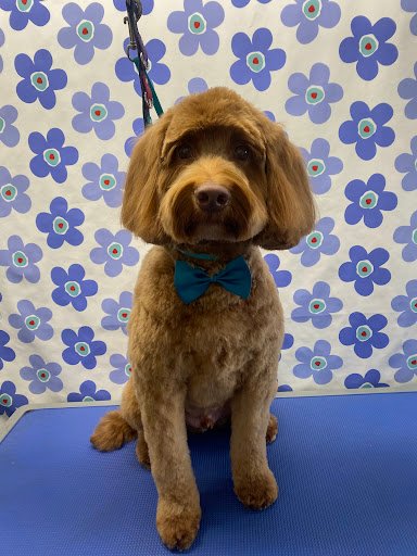 Mucky Pups Dog Grooming - Dublin listing image