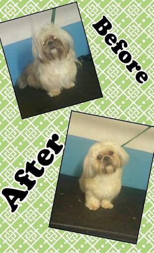 Muddy Dogs Dog Grooming listing image