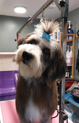 Muddy Fluffers Canine Care & Grooming listing image