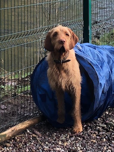 Muddy Paws Day Care listing image