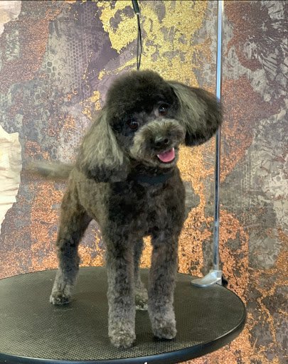 Muddy Puppy Grooming Salon listing image