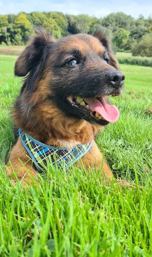 Mungret Dog Park listing image