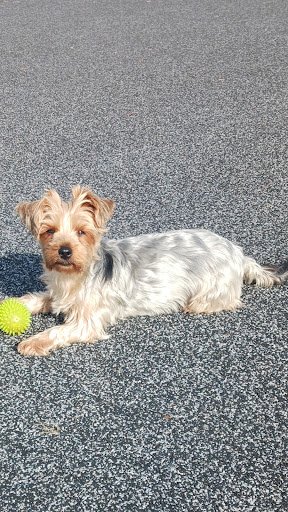 Must Love Dogs listing image