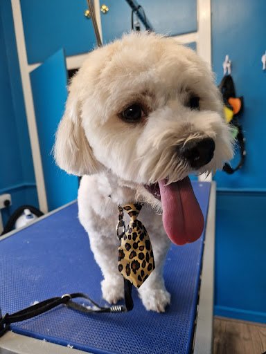 Mutz Dog Grooming listing image