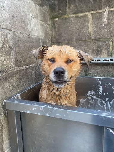 Mutz Nutz - Walkinstown Pet Shop listing image