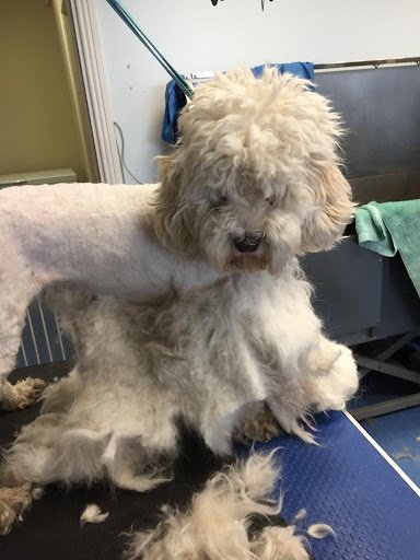 Noreen's Grooming Room listing image
