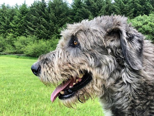 Not Just Hotel Dog Boarding Kennels listing image