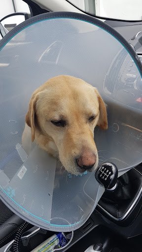 O'dowd Veterinary Hospital listing image