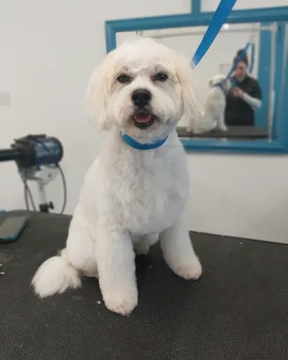 Oh My Dog Grooming Midleton listing image