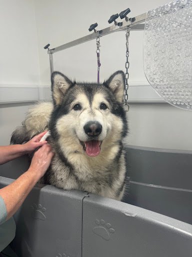 Onlypaws Dog Grooming Dublin 12 listing image