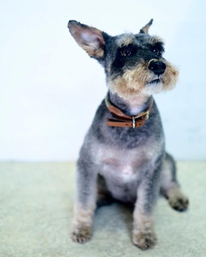 Paddy's Pooches listing image