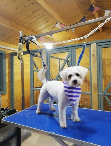 Pals & Pooches Dog Grooming listing image
