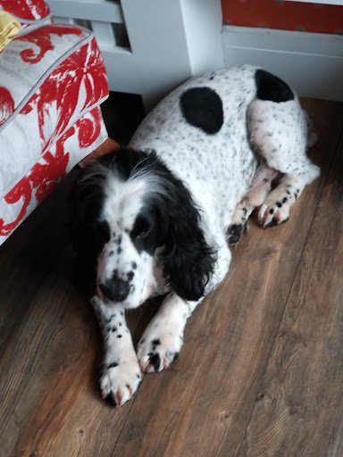 Pampered Paws Midleton listing image