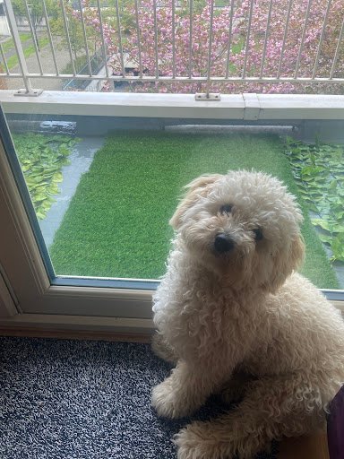Pampered Pets - Newbridge listing image
