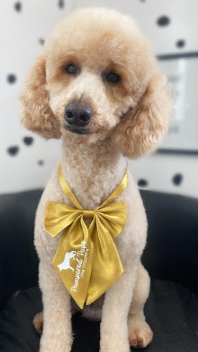 Pampered Pups Dog Grooming listing image