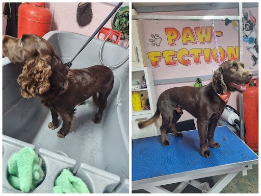Paw-fection Dog Grooming & Boarding listing image