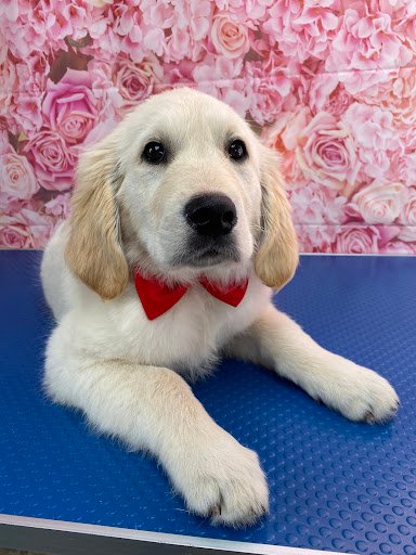Paw Marks Dog Grooming Salon listing image