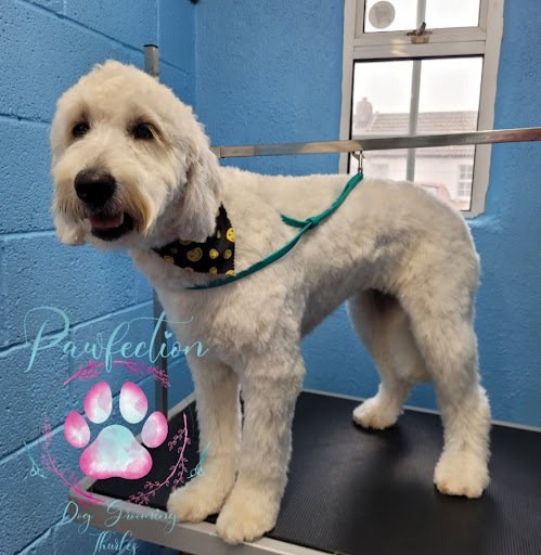 Pawfection Dog Grooming Thurles listing image