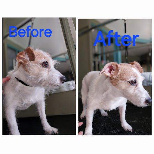 Pawfectly Tosh Dog Grooming listing image