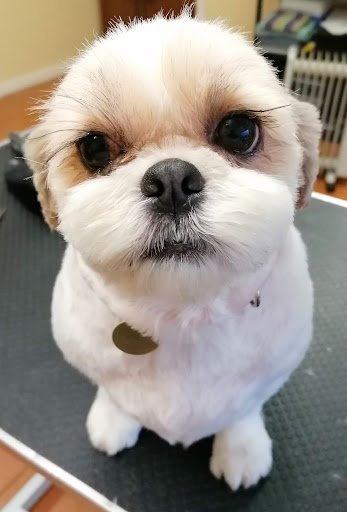Pawlished Paws Dog Grooming Salon listing image