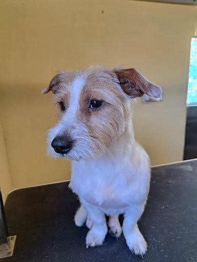 Paws for Thought - Dublin listing image
