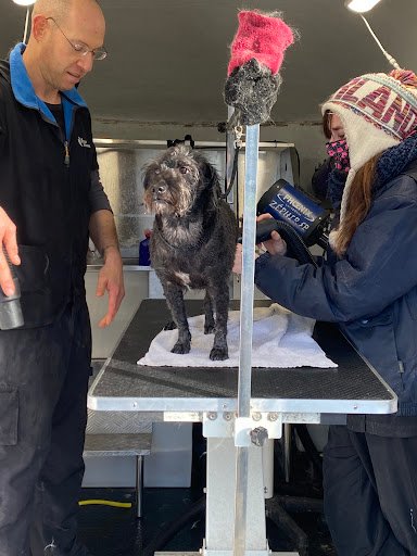 Paws Paradise listing image