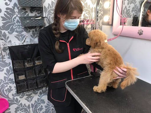 Pawsh Pooch Dublin - Dog Grooming listing image