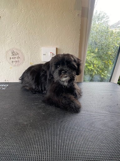 Pawsh Pups Dog Grooming listing image
