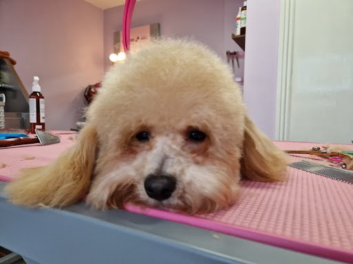 Pawsitive Vibes Grooming Salon listing image