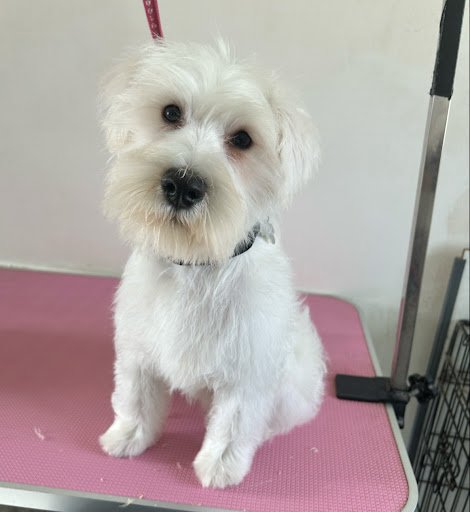 Pawsome Cuts listing image