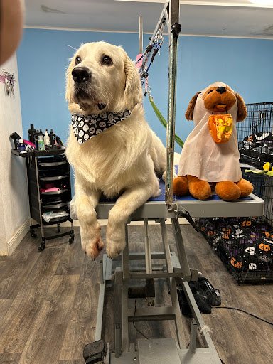 Perfect Pooch Grooming listing image