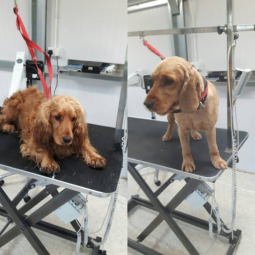 Perfect Pooches listing image