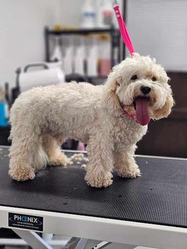 Pet Beauty & SPA House listing image