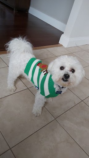 Pet Essentials listing image