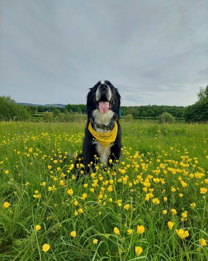Pet Food Depot Tallaght listing image