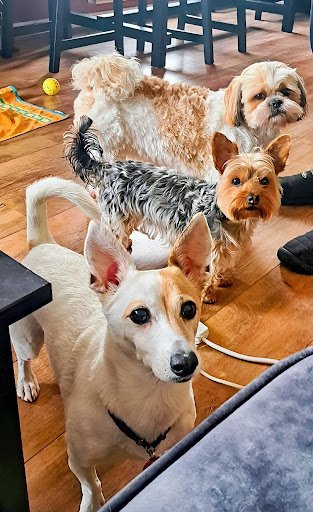 Pet Sitting Dublin listing image