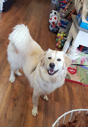 Petcity listing image